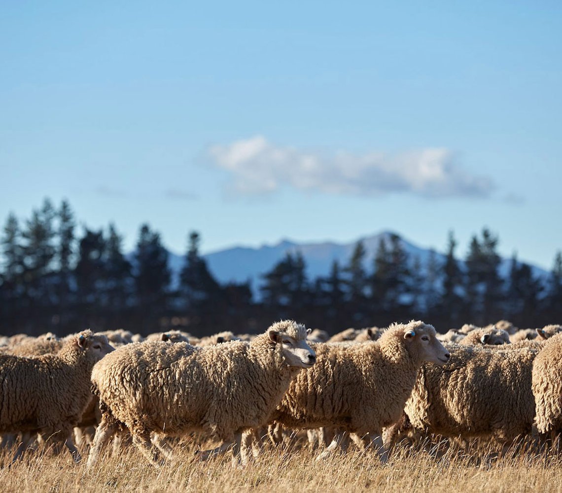 Caddle of sheep with tree tops and mountains in the background