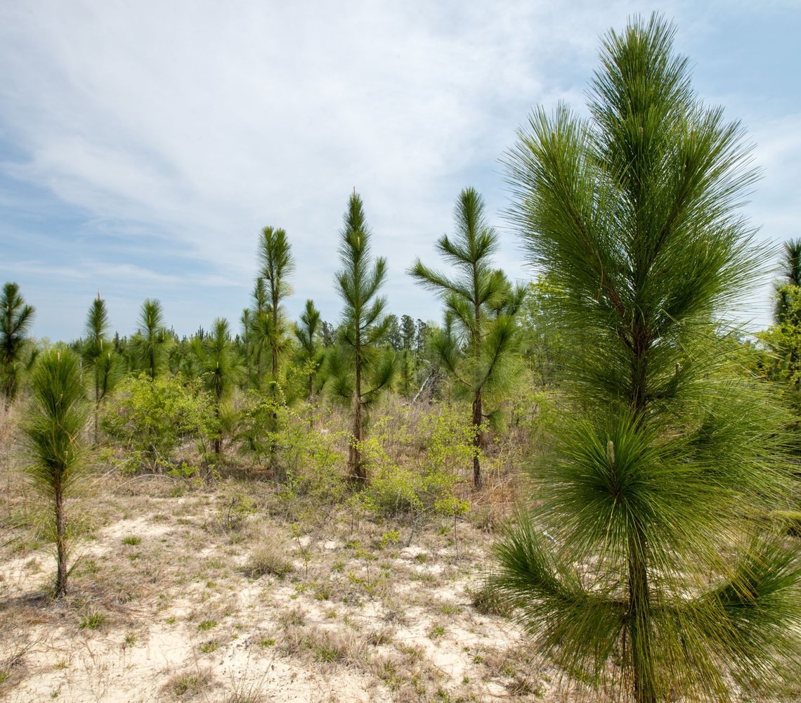 Florida plantation forest