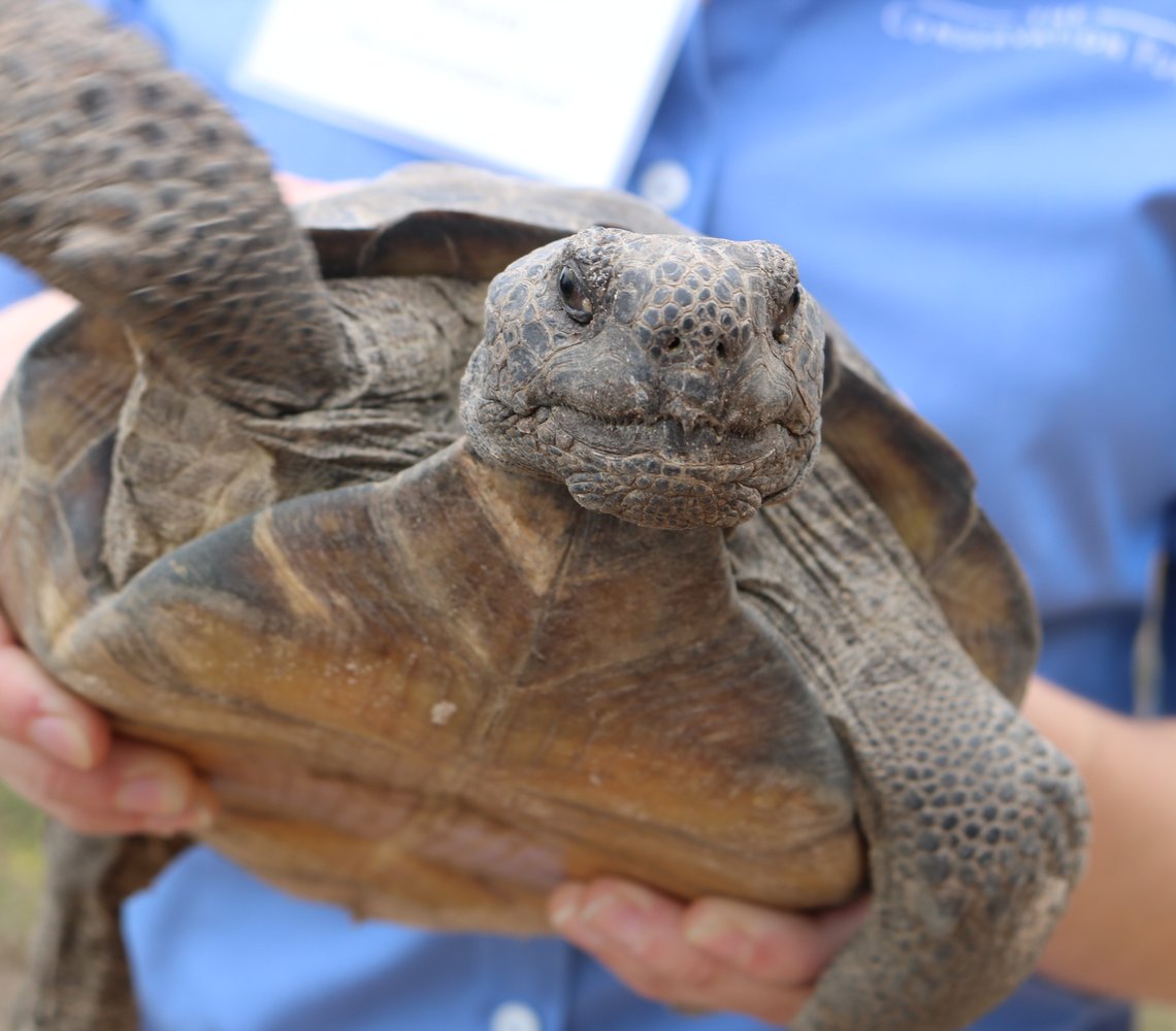Gopher tortoise