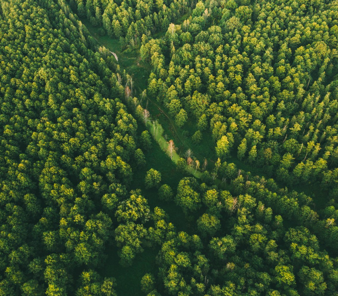 Aerial View Of Green Forest Landscape. Top View From High Attitude In Summer Evening. Small Marsh Bog In Coniferous Forest. Drone View. Bird's Eye View.