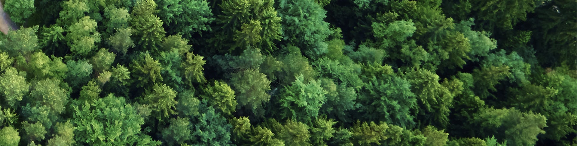 View over a green lush forest