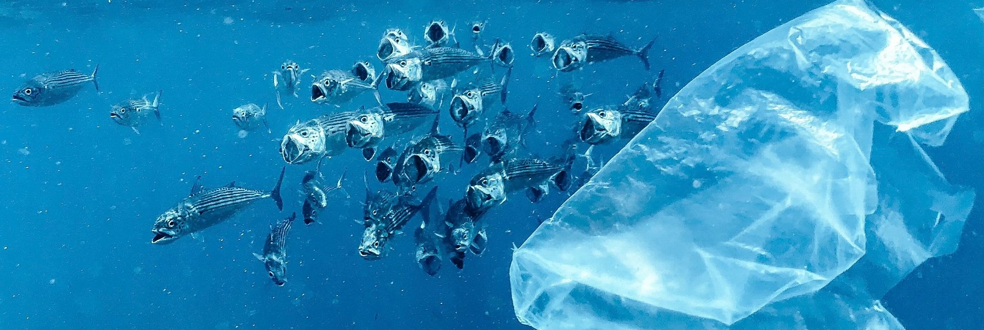 Plastic floating in ocean