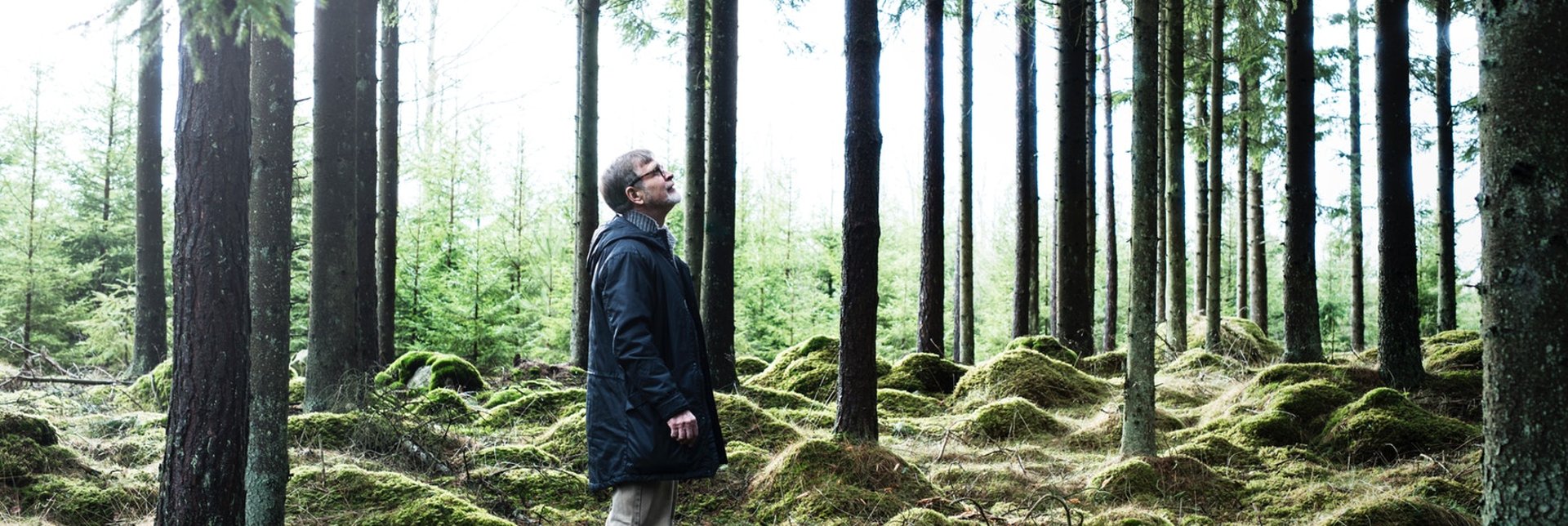 Man gazing towards the treetops in a pine forest.