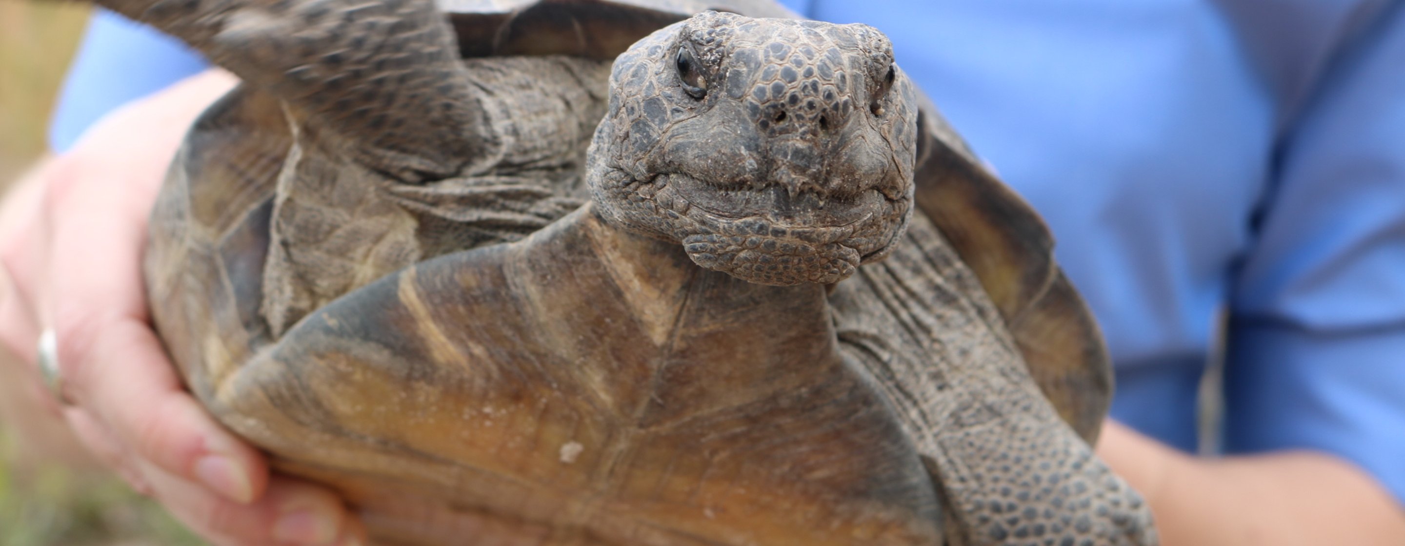 Gopher tortoise