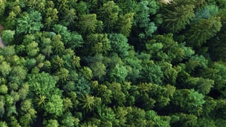 View over a green lush forest