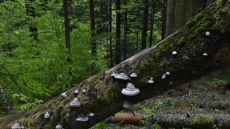 A fallen tree trunk with tick mushrooms