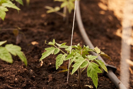 Close-up of tiny tomato plants