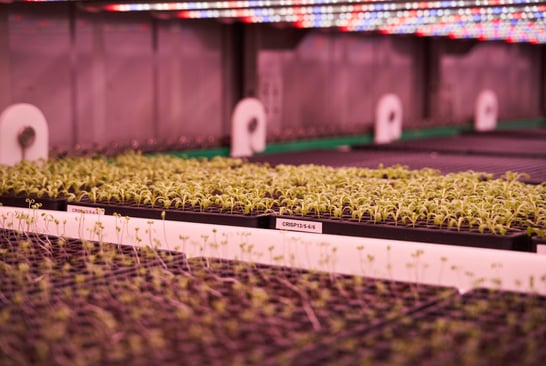 Tiny plants Hydroponic grown