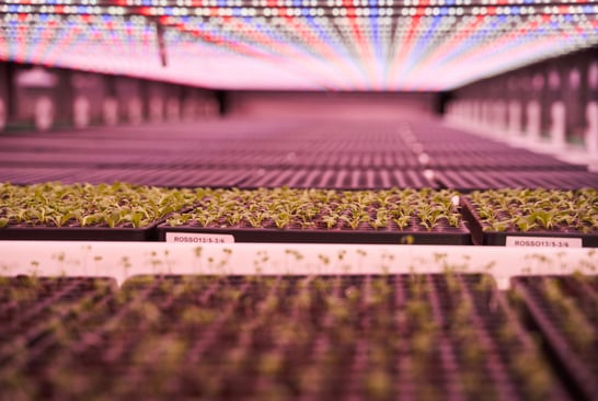 Tiny plants Hydroponic grown