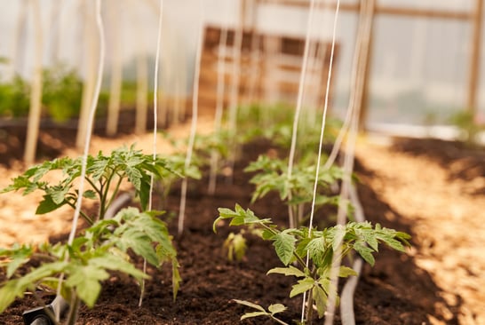 Small tomato plants in a greenhouse