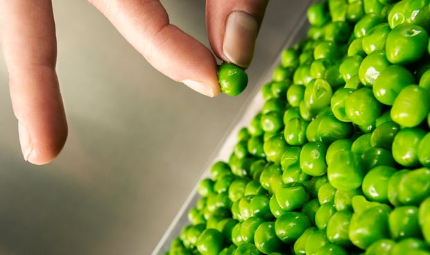 Hand picking a green pea from plate.