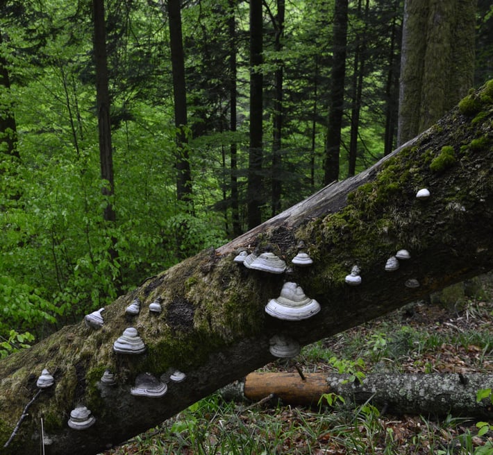 A fallen tree trunk with tick mushrooms