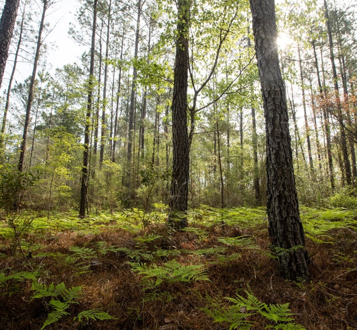US Florida forestland