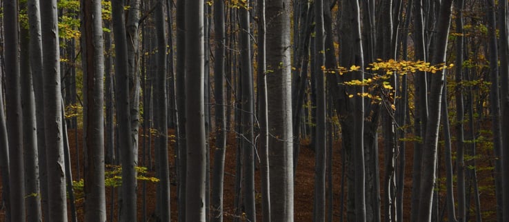 Ingka Investments expands forestland portfolio into Finland and strengthens presence in the Baltics