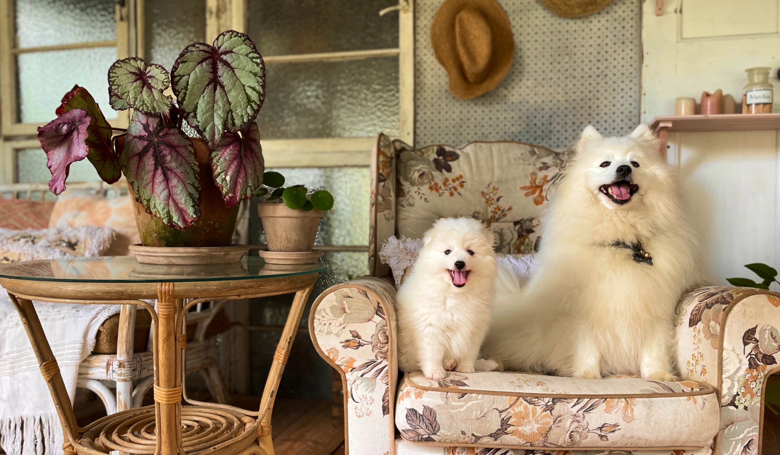 Dog and puppy sitting in a sofa